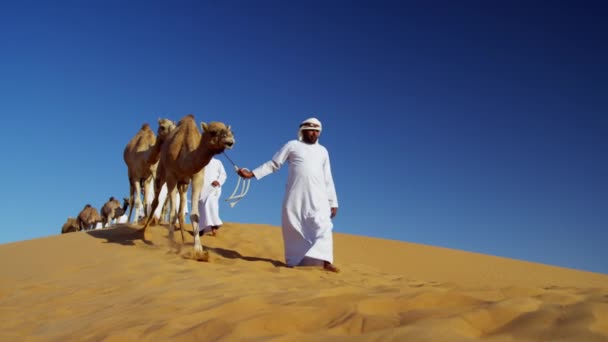 Camels voyageant à travers le désert — Video