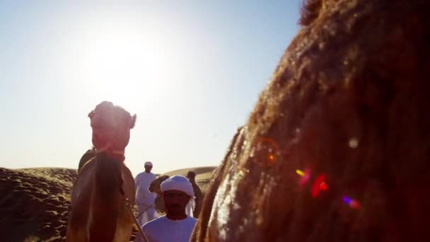 Kamele ziehen durch die Wüste — Stockvideo