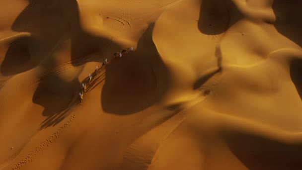 Арабських чоловіків провідні верблюдів через пустелі — стокове відео