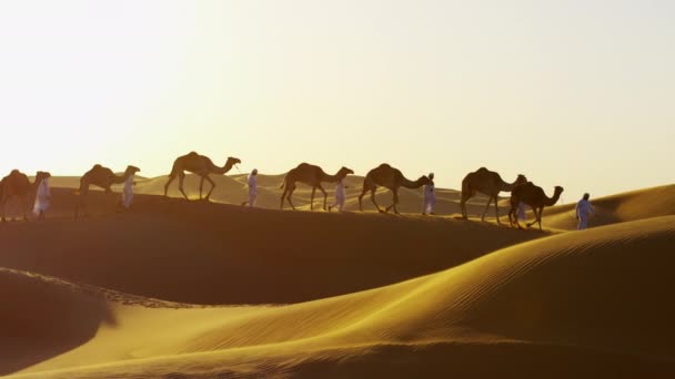 Kameler reser över öknen — Stockvideo