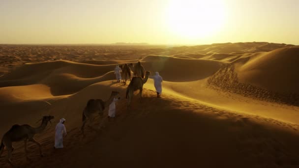 Comboio de camelos que viajam pelo deserto — Vídeo de Stock