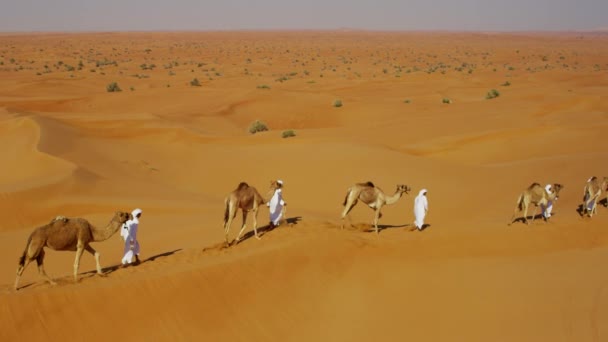 Hombres árabes guiando camellos por el desierto — Vídeo de stock