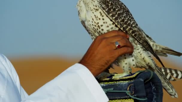 Falcon on gloved wrist of owner — Stock Video