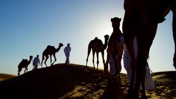 Beduínos machos conduzindo camelos através do deserto — Vídeo de Stock