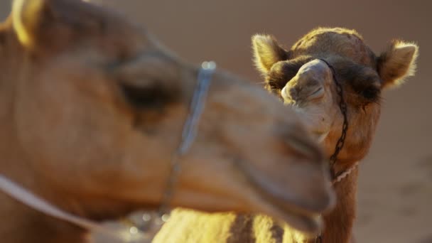 Верблюды отдыхают на сафари в пустыне — стоковое видео