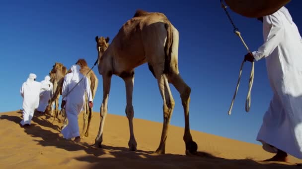 Hombres beduinos guiando camellos por el desierto — Vídeo de stock