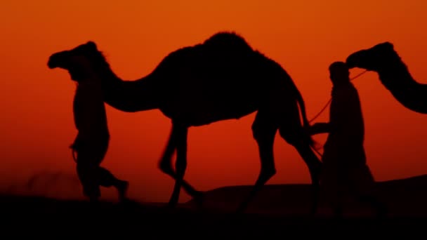 Camels being led by handlers across desert — Stock Video