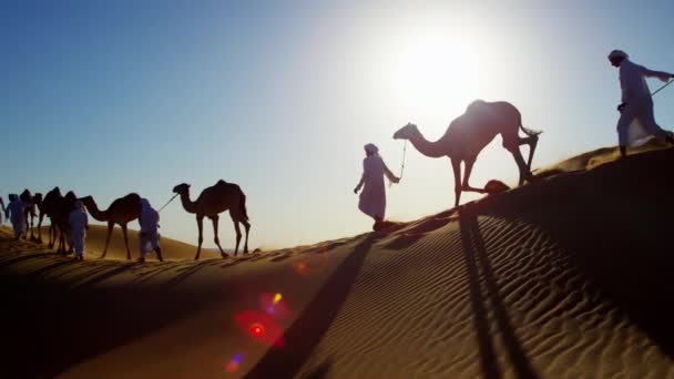 Muži Bedouin vedoucí velbloudy přes poušť — Stock video