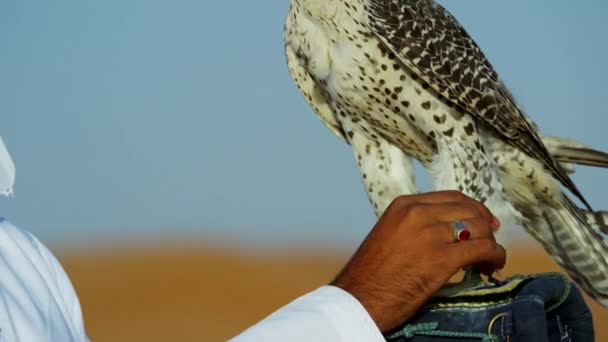 Falconer in woestijn met roofvogels — Stockvideo