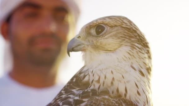 Halconero en el desierto con ave de presa — Vídeos de Stock