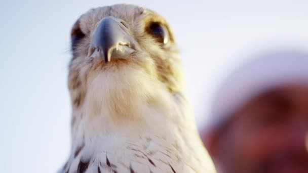 Falcon på handskar handled av ägaren — Stockvideo