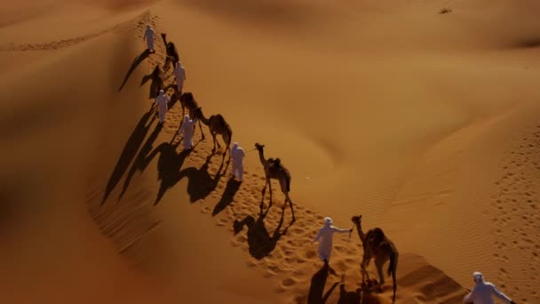 Camellos siendo conducidos por manipuladores a través del desierto — Vídeo de stock