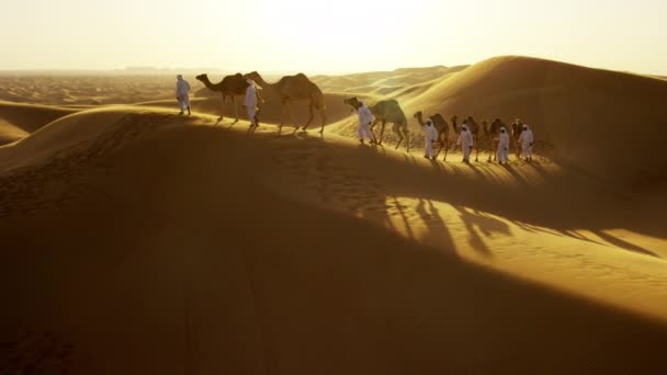 Kamel tåg reser över öknen — Stockvideo