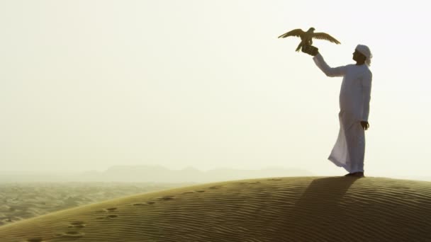 Falcon on gloved wrist of owner — Stock Video