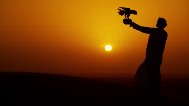 Arab in dishdasha with trained falcon — Stock Video