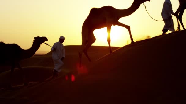 Hombres árabes guiando camellos por el desierto — Vídeo de stock