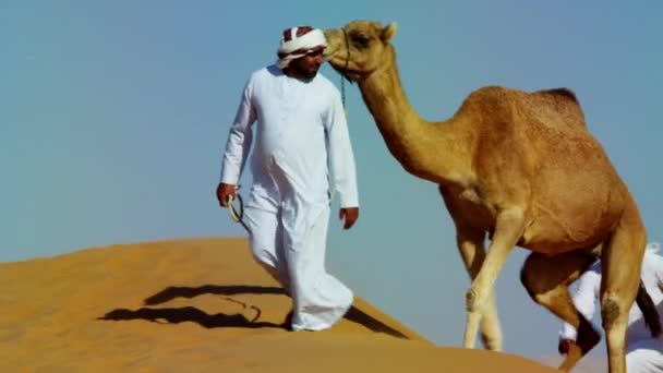 Camels voyageant à travers le désert — Video