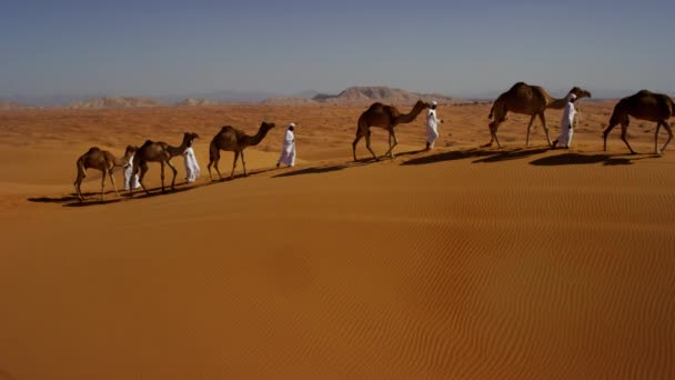 ラクダは砂漠を横断旅行のコンボイ — ストック動画