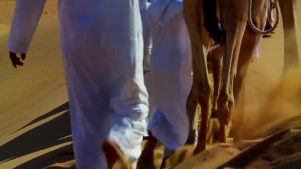 Kamelen op reis in de woestijn — Stockvideo