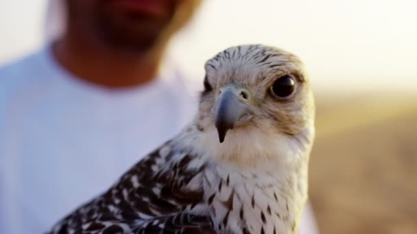 Falconiere nel deserto con rapace — Video Stock