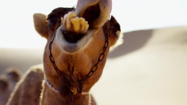 Camello descansando en safari en el desierto — Vídeos de Stock
