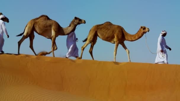 Camelos viajando pelo deserto — Vídeo de Stock