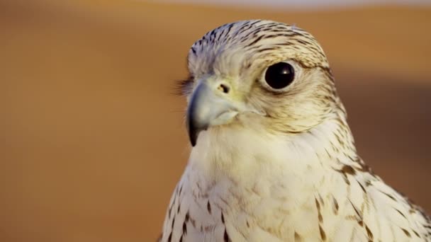 Hoofd van een Sakervalk in woestijn — Stockvideo