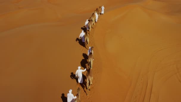 Arabských mužů vedoucí velbloudy přes poušť — Stock video