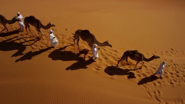 Арабские самцы ведут верблюдов через пустыню — стоковое видео