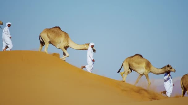 Comboio de camelos que viajam pelo deserto — Vídeo de Stock