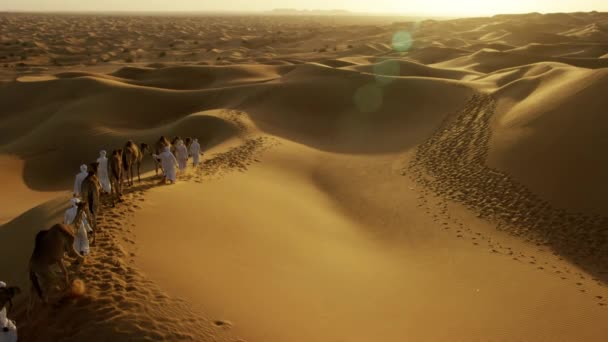 Camellos siendo conducidos por manipuladores a través del desierto — Vídeo de stock
