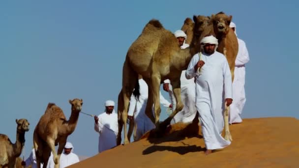 Beduínos machos conduzindo camelos através do deserto — Vídeo de Stock