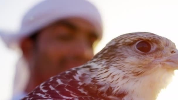 Wyszkolonych falcon przywiązany do właściciela mężczyzna — Wideo stockowe