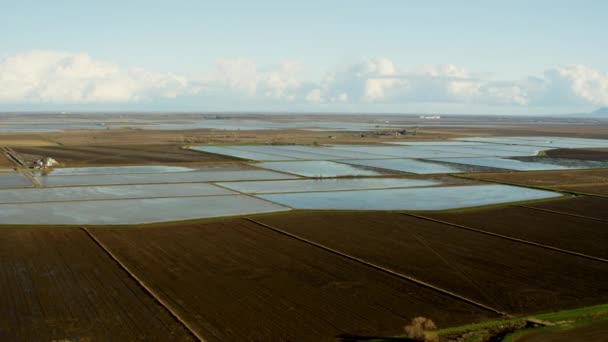 Campos comerciais de cultivo de arroz — Vídeo de Stock