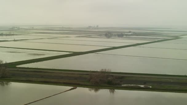 Campos de cultivo de arroz comercial — Vídeos de Stock