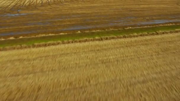 Commercial rice growing fields — Stock Video