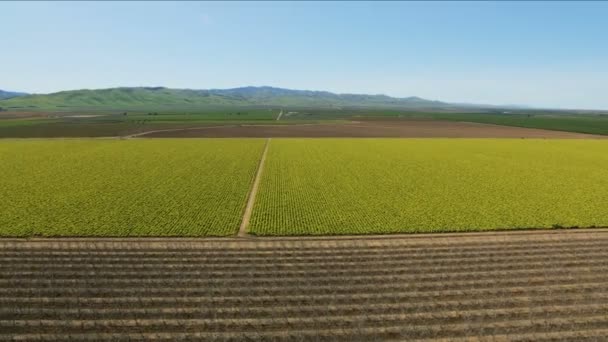 Aerial van teeltgrond landbouwgrond Californië laaglanden — Stockvideo