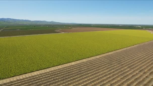 신선 한 농작물을 재배하는 농작물을 공중에서 바라본 캘리포니아 — 비디오