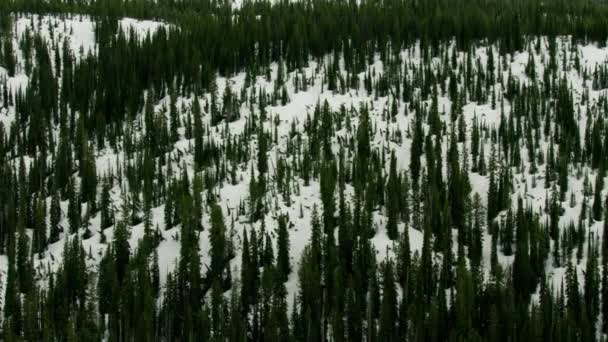 Vue aérienne forêt de pins enneigée Yellowstone Park — Video