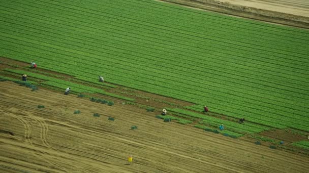 Letecký pohled migrující polní dělníci sklízející plodiny Oxnard — Stock video