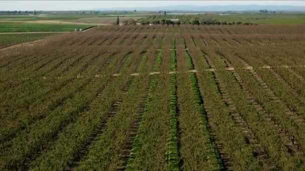 Aeriană de pomi fructiferi sezonieri cultivați organic California — Videoclip de stoc