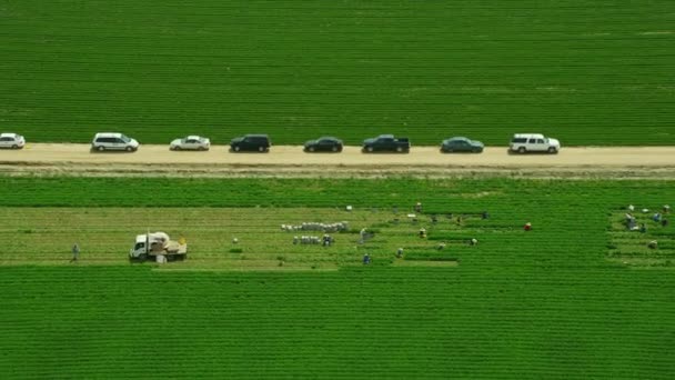 Trabajadores de la vista aérea cosechan cultivos Oxnard Ventura California — Vídeos de Stock