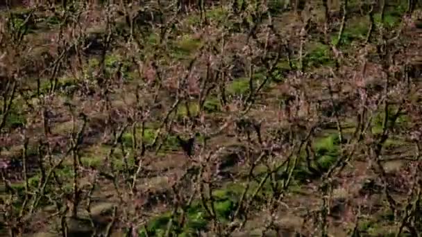 샌프란시스코에서 자라는 과일나무들을 공중에서 본 모습 — 비디오