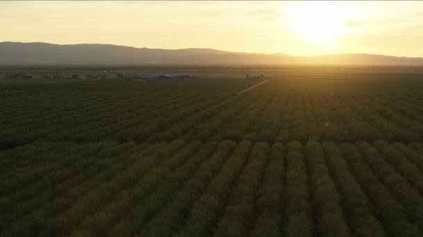 Aerial of seasonal crops farm land Central Valley — Stock Video