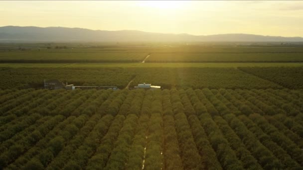 캘리포니아 저지대에는 풍성 한 농작물이 자라고 있다 — 비디오