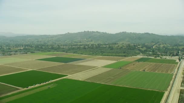 Vista aérea de los recolectores de migrantes en los campos cosechando cultivos — Vídeos de Stock