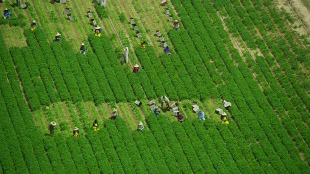 Trabajadores de la vista aérea cosechan cultivos Oxnard Ventura California — Vídeos de Stock