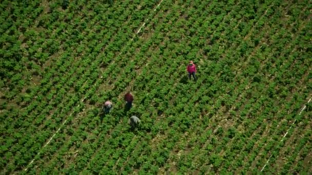 Trabajadores aéreos de campo cosechan cultivos Oxnard — Vídeos de Stock