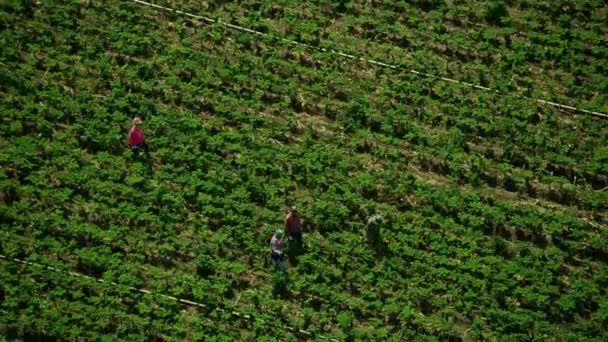 Pandangan udara terhadap pekerja lapangan yang memanen tanaman Oxnard — Stok Video