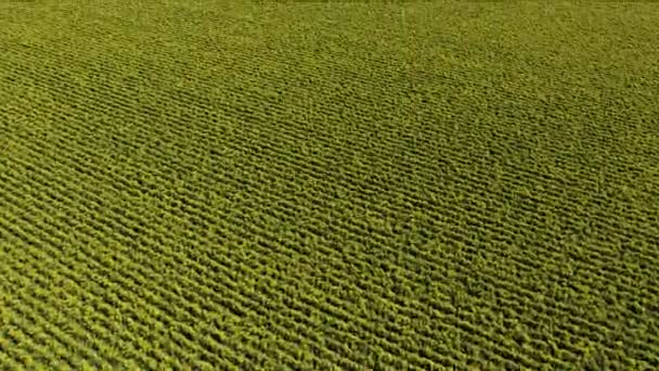 머리 위에서 바라본 농작물이 자라고 있는 들판은 캘리포니아를 산출 한다 — 비디오